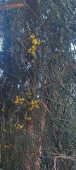 Spartium junceum