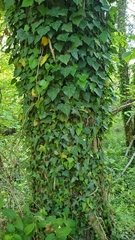 Liriodendron tulipifera