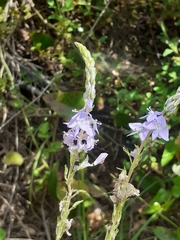 Veronica leiocarpa