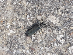 Stenostola ferrea