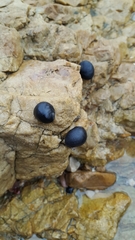 Nerita atramentosa