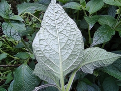 Jaltomata viridiflora