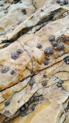 Chthamalus antennatus