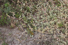 Atriplex watsonii
