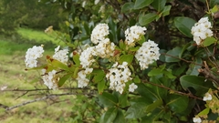 Spiraea cantoniensis