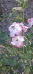 Rosoideae