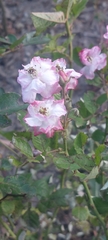 Rosoideae