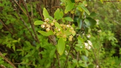 Spiraea cantoniensis