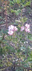 Rosoideae