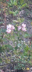 Rosoideae