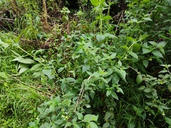 Jaltomata viridiflora