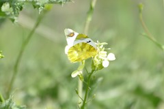 Zegris eupheme