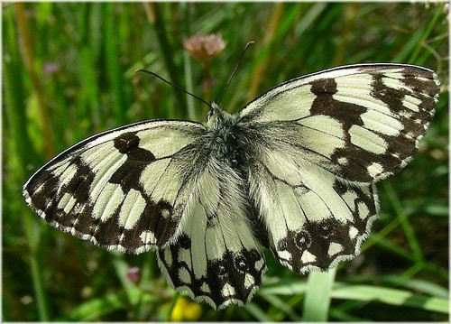 Iberian marbled white