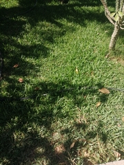 Scleria microcarpa