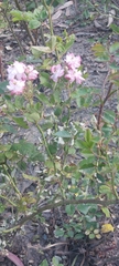 Rosoideae