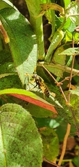 Polistes chinensis