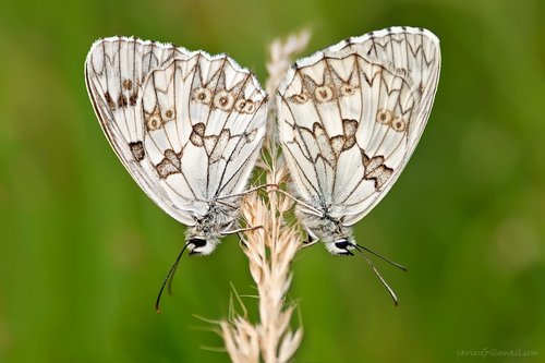 Iberian marbled white