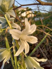 Ornithogalum nutans