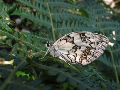 Iberian marbled white