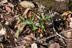 Trillium grandiflorum