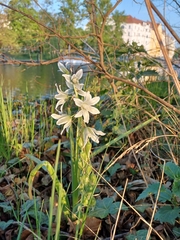 Ornithogalum nutans