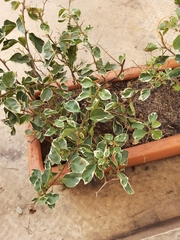 Cissus rotundifolia