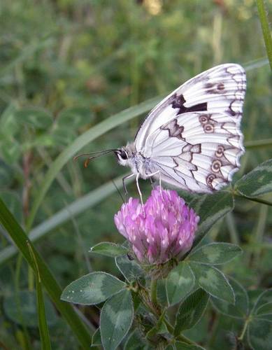 Iberian marbled white