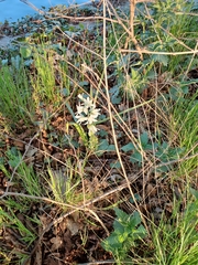 Ornithogalum nutans