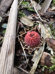 Langsdorffia hypogaea