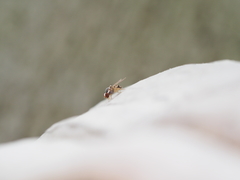 Leucophenga maculata