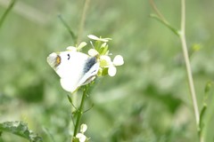 Zegris eupheme