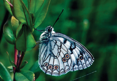 Italian Marbled White