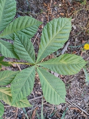 Aesculus hippocastanum