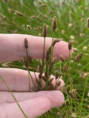 Eleocharis compressa