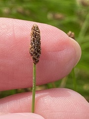 Eleocharis compressa