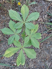 Aesculus hippocastanum