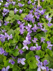 Viola odorata