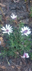 Dimorphotheca