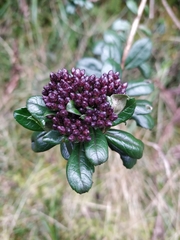 Baccharis mandonii