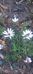 Dimorphotheca