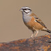 Rock Bunting - Photo (c) Paul Cools, some rights reserved (CC BY-NC), uploaded by Paul Cools