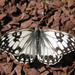 Western Marbled White - Photo (c) Jérôme Albre, some rights reserved (CC BY)