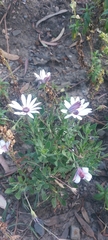 Dimorphotheca