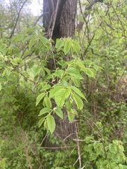 Ulmus