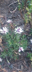 Dimorphotheca