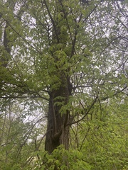 Ulmus
