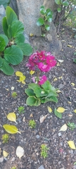 Magnoliopsida
