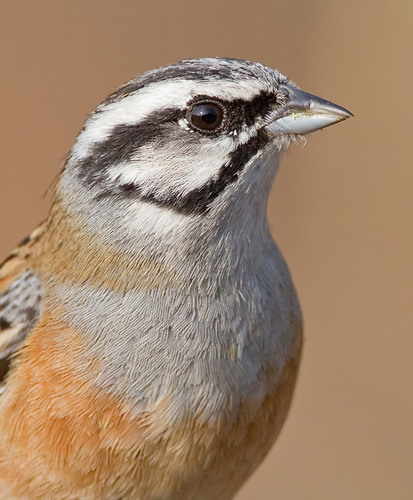 Rock Bunting