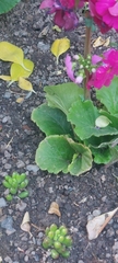 Magnoliopsida