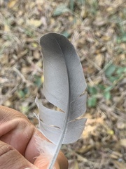 Patagioenas